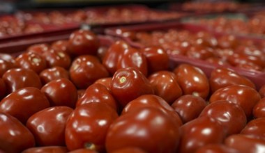 W Wielkiej Brytanii brakuje pomidorów. Sklepy ograniczyły sprzedaż warzyw