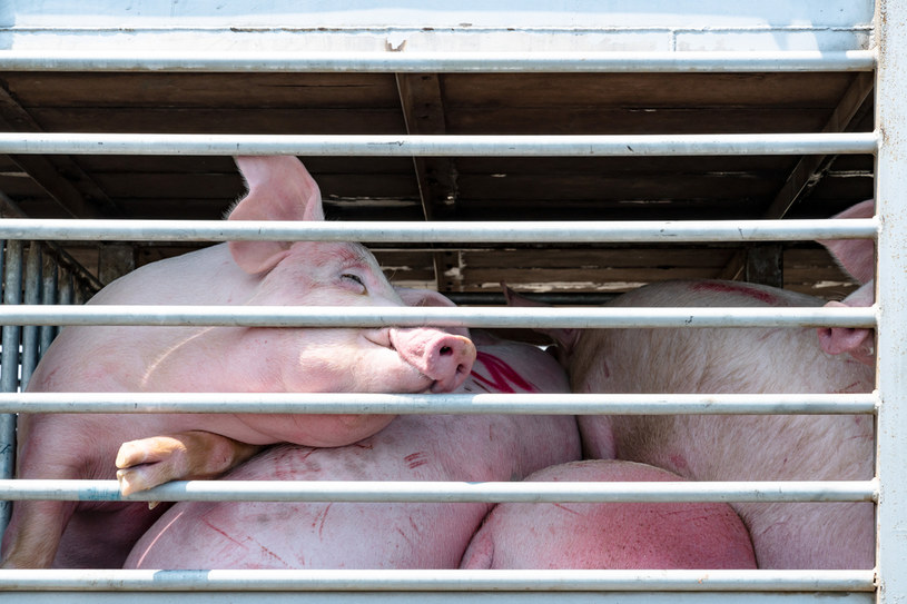 W Wielkiej Brytanii brakuje rzeźników! Świnie są zabijane i... wyrzucane.  Zdj. ilustracyjne /123RF/PICSEL