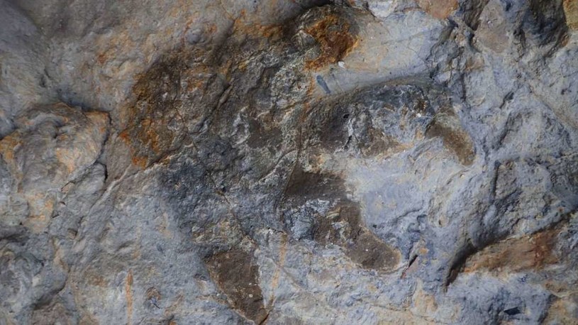 W Wielkiej Brytanii paleontolodzy odkryli prawdziwy skarb /materiały prasowe