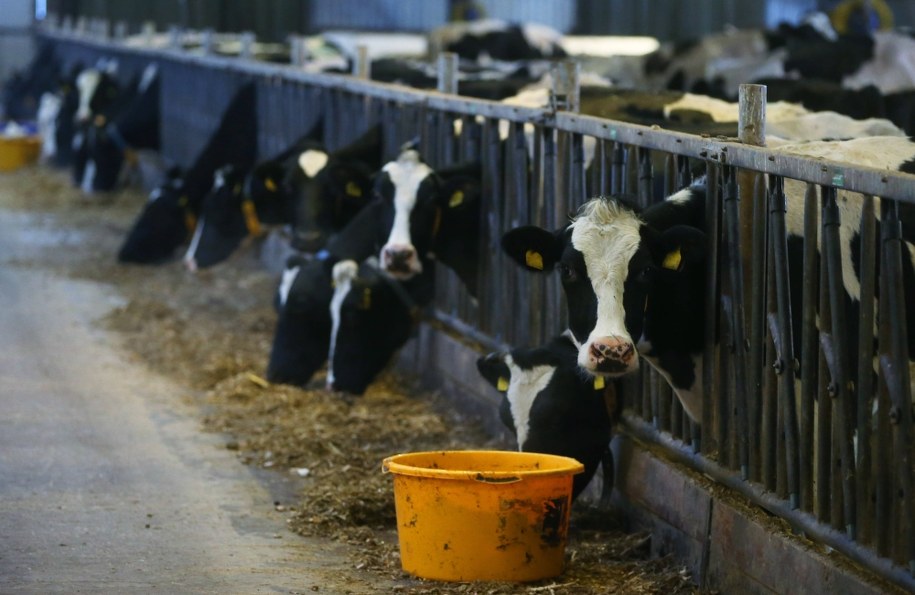 W czasach koronawirusa Wielka Brytania marnuje ogromne ilości mleka