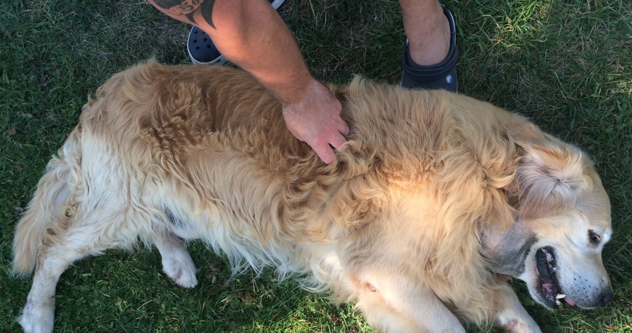 W Wielkopolsce powstaje dom emeryta... dla psów i koni, które pracowały w policji i innych służbach