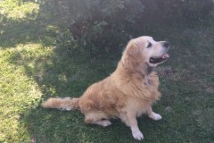 W Wielkopolsce powstaje dom emeryta... dla psów i koni, które pracowały w policji i innych służbach