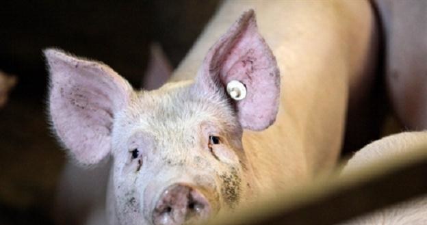 W wielkoprzemysłowej hodowli świń, Polska stała się przystanią międzynarodowych koncernów /AFP