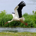 W wielu regionach ten rok był katastrofalny dla bocianów