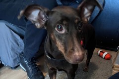 W windzie znęcał się nad psem. Zatrzymano go dzięki monitoringowi