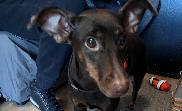 W windzie znęcał się nad psem. Zatrzymano go dzięki monitoringowi