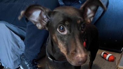 W windzie znęcał się nad psem. Zatrzymano go dzięki monitoringowi