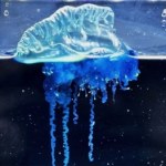 żeglarz W wodach Japonii odkryto nowy gatunek. Ma kilka metrów i jest toksyczny