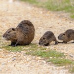 W woj. śląskim rozpoczęła się akcja odławiania nutrii. Są kontrowersje