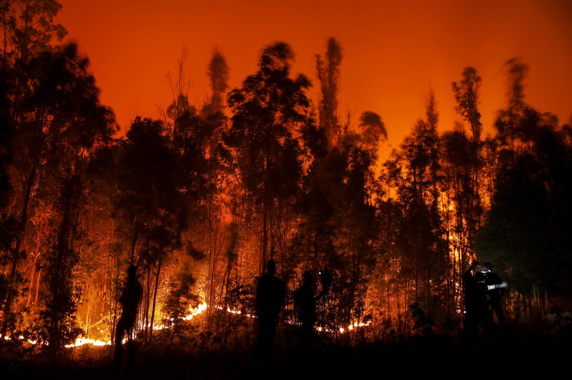 W wyniku pożarów lasów w Chile zginęły co najmniej 23 osoby /JAVIER TORRES /AFP
