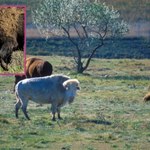 W Yellowstone urodził się biały bizon. Według Indian to cud