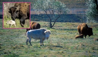 W Yellowstone urodził się biały bizon. Według Indian to cud