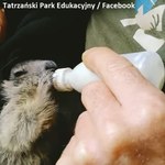 W Zakopanem urodziły się świstaki alpejskie. Są pod opieką TPE