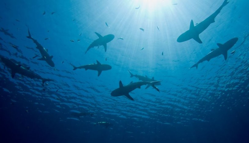 W Zatoce Meksykańskiej rekiny pomagają przewidywać zmiany pogodowe /123RF/PICSEL