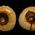 W zębach wiercono już 13 tysięcy lat temu