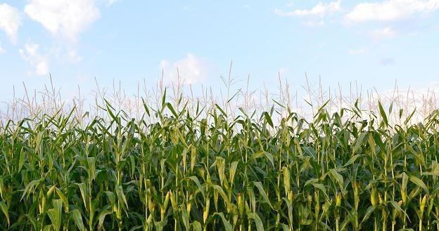 W złej lub bardzo złej sytuacji znajduje się już 38 proc. upraw kukurydzy /&copy;123RF/PICSEL