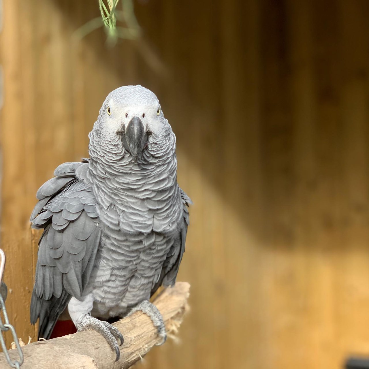 W ZOO papugi przeklinały w obecności odwiedzających. "Sytuacja wymknęła się spod kontroli"