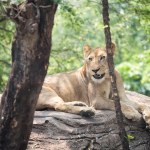 tokio W zoo umarły trzy lwy. Przyczyną były rekordowe upały