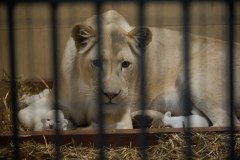W Zoo w Borysewie urodziły się urocze lwiątka 