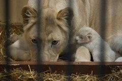 W Zoo w Borysewie urodziły się urocze lwiątka 