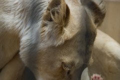 W Zoo w Borysewie urodziły się urocze lwiątka 