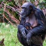 W zoo w Chester urodził się "najrzadszy szympans na świecie"