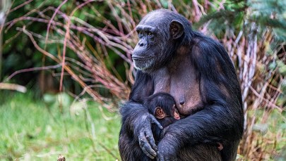 W zoo w Chester urodził się "najrzadszy szympans na świecie"