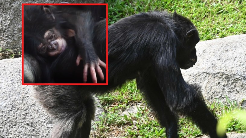 W zoo w Chester urodził się najrzadszy szympans na świecie