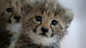 W zoo w Gdańsku urodziło się pięć małych gepardów 