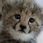 W zoo w Gdańsku urodziło się pięć małych gepardów 