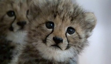 W zoo w Gdańsku urodziło się pięć małych gepardów 