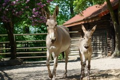 W zoo w Płocku urodził się osiołek somalijski. To gatunek zagrożony!