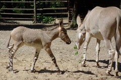 W zoo w Płocku urodził się osiołek somalijski. To gatunek zagrożony!