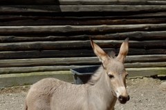 W zoo w Płocku urodził się osiołek somalijski. To gatunek zagrożony!