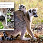 W zoo w Warszawie urodził się mały lemur. "Powitajcie uroczego kosmitę"