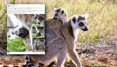 W zoo w Warszawie urodził się mały lemur. "Powitajcie uroczego kosmitę"