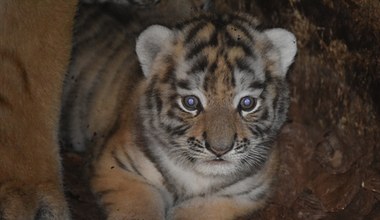 W zoo w Zamościu urodziły się dwa tygrysy syberyjskie