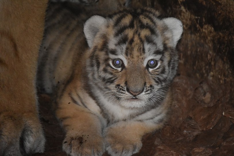 W zoo w Zamościu urodziły się dwie samice tygrysa amurskiego (syberyjskiego). Gatunek ten jest zagrożony wymarciem /Facebook
