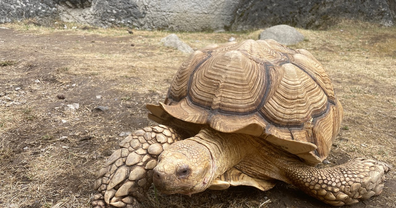 W ZOO zlokalizowanym tuż obok parku wodnego można zobaczyć egzotyczne zwierzęta /archiwum prywatne