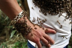 Wabi pszczoły miodem, by obsiadły jego ciało