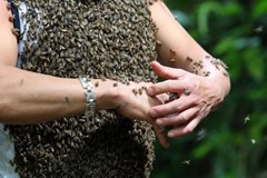 Wabi pszczoły miodem, by obsiadły jego ciało