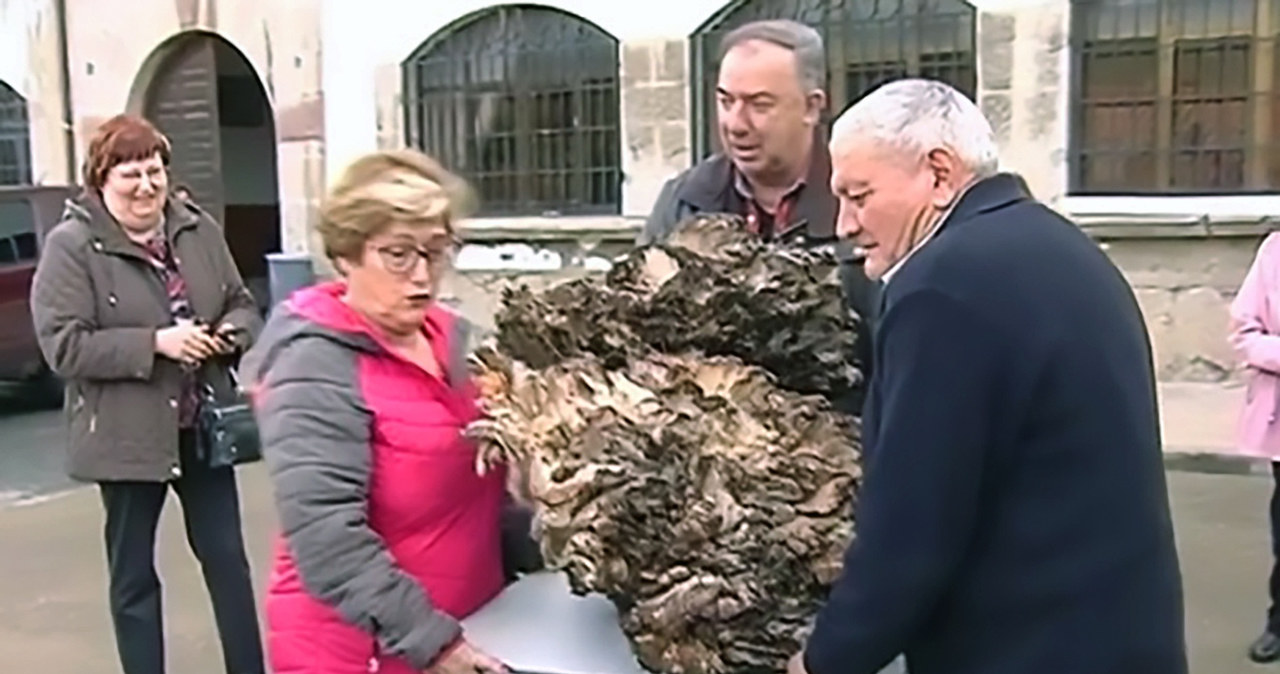 Waga nie kłamie - grzyb znaleziony przez Hiszpana ważył dokładnie 68,8 kg! /East News