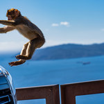 Wakacje 2020: Gibraltar objął szczególną ochroną makaki