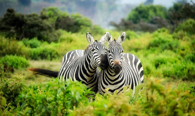 Wakacje 2021 w Kenii: egzotyczna, różnorodna przyroda /Pixabay.com