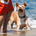 Wakacje nad morzem z psem? Lepiej miej się na baczności w czasie plażowania