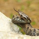 Wakacje w Chorwacji. Czy wiesz, że żyje tu najbardziej jadowity wąż Europy?