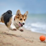 Wakacje z psem: Oto najbardziej przyjazne dla czworonogów plaże Europy