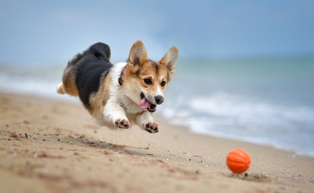 Wakacje z psem: Oto najbardziej przyjazne dla czworonogów plaże Europy
