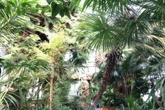Wałbrzyska palmiarnia - to miejsce warto odwiedzić