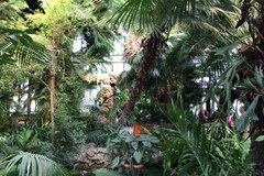 Wałbrzyska palmiarnia - to miejsce warto odwiedzić